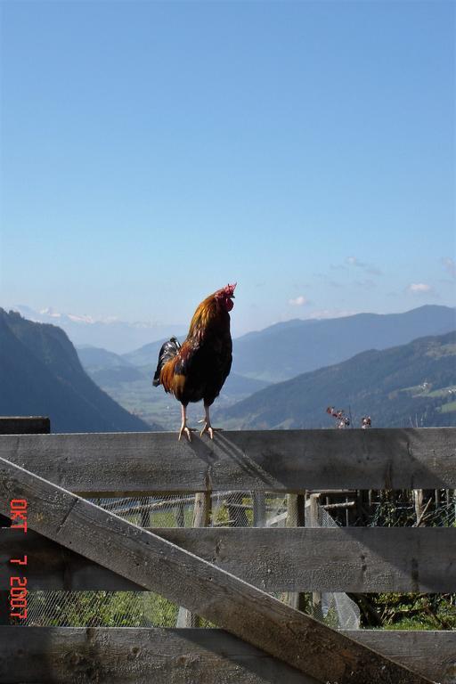 Pension Waldesruh/Halseralm Schladming Eksteriør bilde